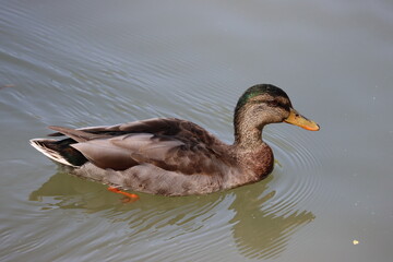 Female duck in lake