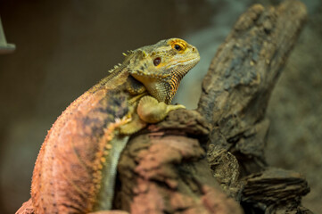 Pogona vitticeps lies on old dry trunk