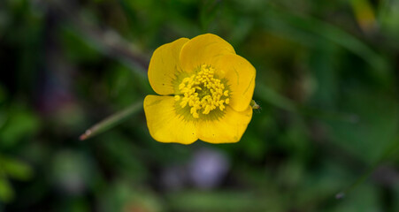 Detail of yellow Ranunculus illyricus flower with blurred background