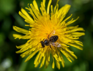 Detail of honey bee on yellow Taraxacum officinale flower