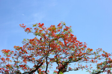 Barbados pride flower or dwarf poinciana, flower fence, paradise flower, peacock's crest, pride of barbados
