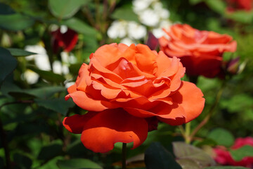 Rose Festival Rose Parade