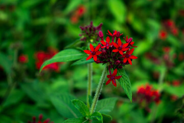 red flower in the garden