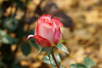 Rose Festival Rose Parade