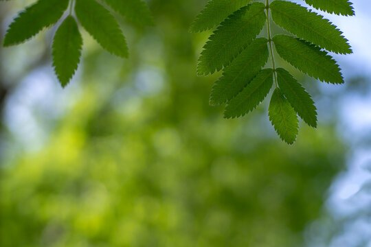 Green Foliage Of A Tree Close-up. Leaves On A Blurred Background.