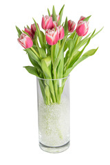 Bouquet of pink tulips in a cylinder glass vase full of hydrogel on white background isolated PNG transparent background