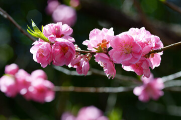 Fototapeta premium 花桃