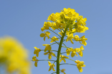 Obraz premium 菜の花