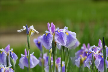 賀茂の菖蒲園　きれいな花菖蒲