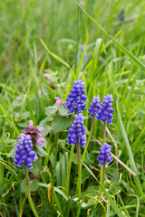 The grape hyacinth (Muscari) blooming in a field
