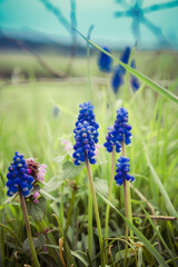 The grape hyacinth (Muscari) blooming in a field © teine