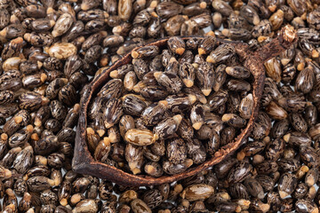 Ricinus Communis – Dried Seeds Of The Fruit Of The Castor Bean Plant