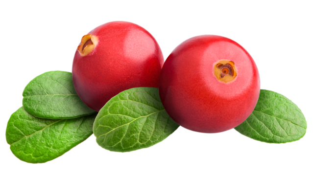 Cranberry isolated on white background, full depth of field