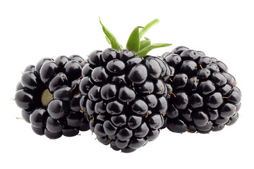 Blackberry isolated on white background, full depth of field