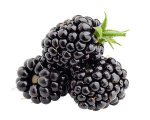 Blackberry isolated on white background, full depth of field