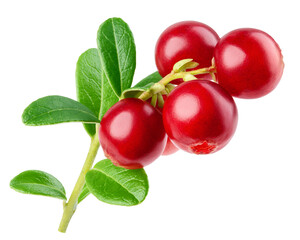 cranberry, cowberry, lingonberry, isolated on white background, clipping path, full depth of field