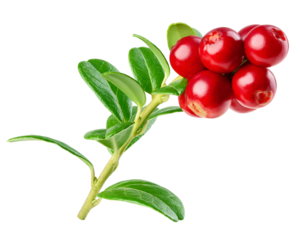 cranberry, cowberry, lingonberry, isolated on white background, clipping path, full depth of field