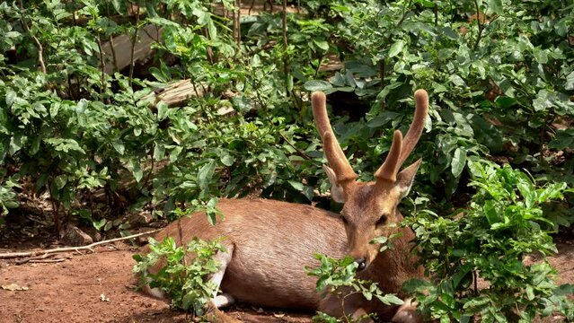 deer stag in forest landscape image.deer in the forest.Wild animals couple looking to each other in forest.