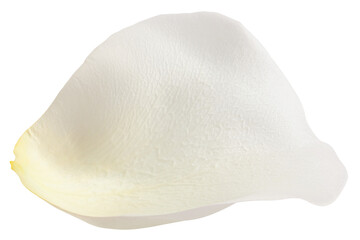 Rose isolated on white background, full depth of field