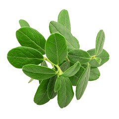 leaves cranberries, vaccinium vitis-idaea, isolated on white background, full depth of field