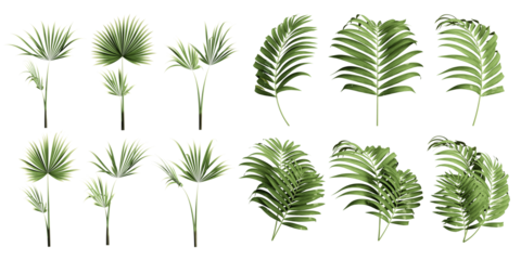 Set of leaves on white background