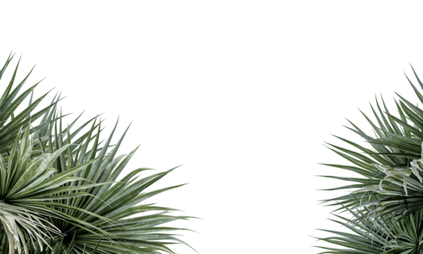 Palm tree isolated on white 