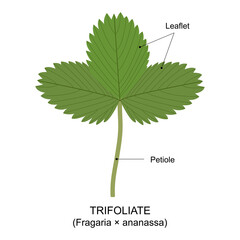 Strawberry leaf, an example of a compound leaf. Trifoliate. Diagram of a compound leaf. 