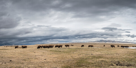 Obraz premium A large herd of bison (buffalo) on a meadow in the Rocky Mountains at Fairplay, Colorado, USA