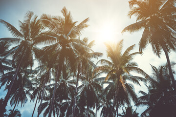 Fototapeta na wymiar Many coconut palm trees on blue sky with sunshine in summer season.
