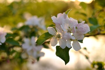 Obraz premium Spring flowering fruit trees, Apple trees