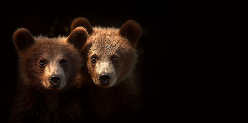 Fototapeta premium Brotherhood of brown bear cubs. Closeup portrait of cute brown bear kids on black background. Beautiful children isolated on black background, wildlife,bears,animals concept