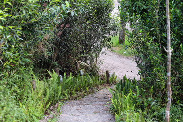 Obraz premium A stone path winding through lush green foliage. Natural pathway with ferns and bushes, leading into a shaded area.
