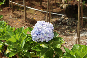 close up of Hydrangea or Hortensia flowers in white, purple and pink