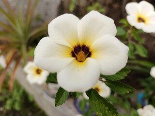 White flowers bloom in the garden