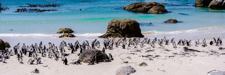 A group of Penguins at Boulders Beach in Simons Town, Cape Town, South Africa. Beautiful penguins. Colony of African penguins on a rocky beach in South Africa. © Chirapriya