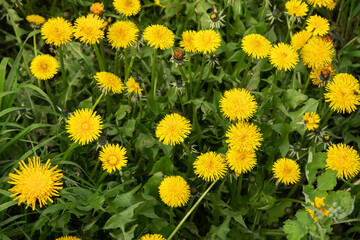Close up of blooming yellow dandelion flowers Taraxacum officinale in garden on spring time. © eliosdnepr