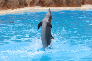 Delfín bailando