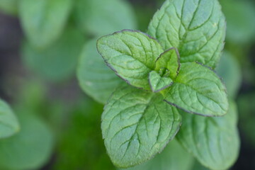 green young mint plants, young mint leaves close-up, green lemon balm rosette, green background,...