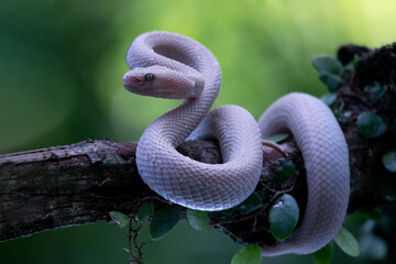 Trimeresurus purpureomaculatus closeup on branch, Mangrove Pit Viper with attack position on branch