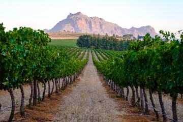 Vineyard landscape at sunset with mountains in Stellenbosch, near Cape Town, South Africa. wine grapes on the vine in the vineyard Western Cape South Africa