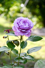 バラ「ブルー・バユー」