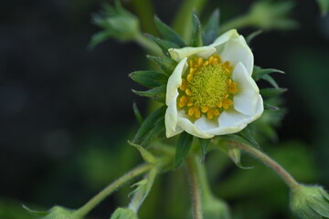 white strawberry flowers close up, green strawberry leaves close up, young spring greenery, White strawberry flowers with green leaves, strawberries bloom in spring