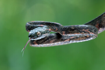Boiga bengkuluensis snake closeup head with natural background, Boiga bengkuluensis snake closeup
