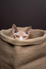 playful or shy sphynx cat hiding inside a jute bag peeking out looking at camera. studio shot on...