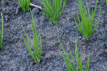 Green onion feathers in a black vegetable garden, 
organic green onions in the vegetable garden, 