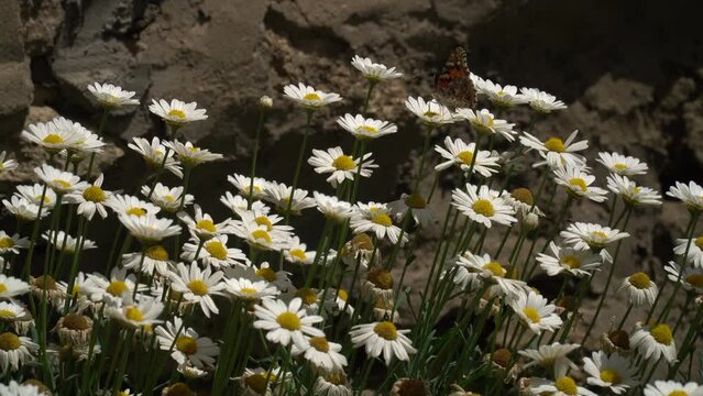 A bee sits on a chamomile flower