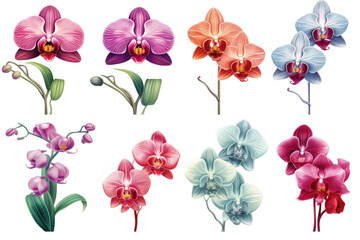 Elegant Orchids: A Set of Exquisite Illustrations on a White Background. Generative Ai