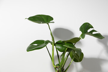 Beautiful monstera near white wall. Leafy houseplant