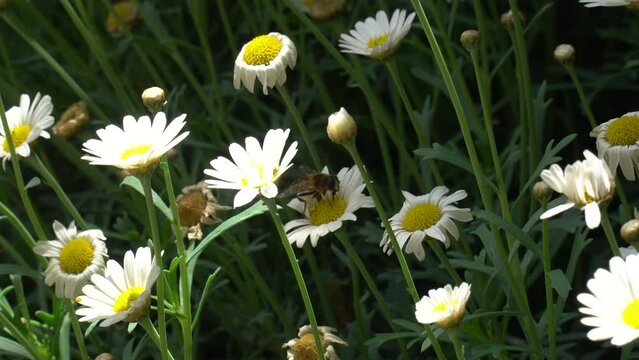 A bee sits on a chamomile flower