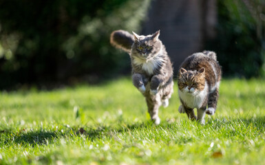 Two playful cats running across a green meadow side by side. healthy Outdoor cats living the best...